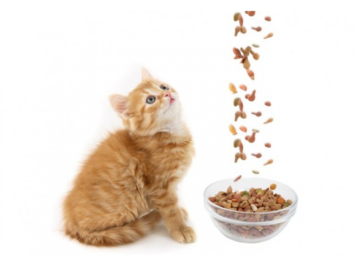 Как бы ветеринар выбирал корм для своей кошки?